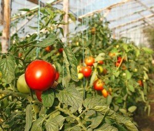 podvyazka-pomidorov