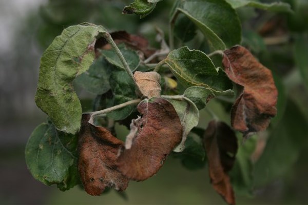 Почему опадают листья у яблони1