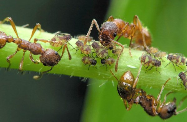 Появились-муравьи-на-помидорах-в-теплице.