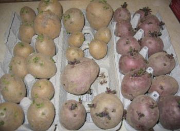 Яровизация картофеля