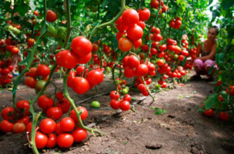 Выращивание отличного урожая помидоров в теплице