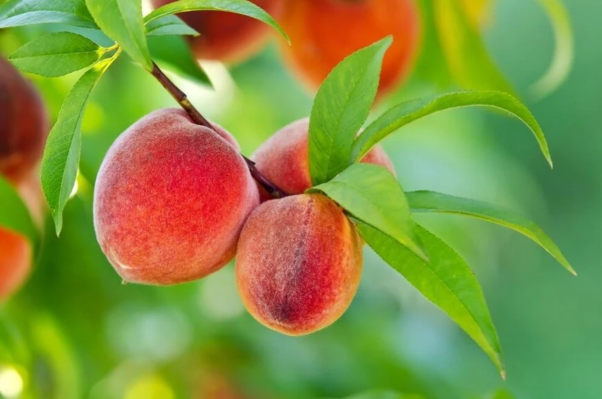 Как посадить и вырастить персик